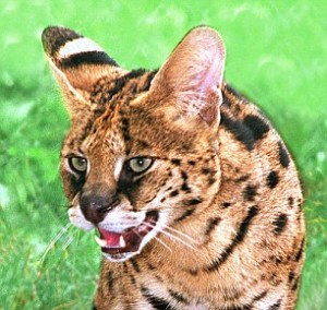 An African Serval wild cat in Kenya