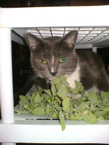 Cats love fresh catnip