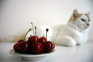 Cat and cherries