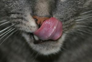 Cat licking lips