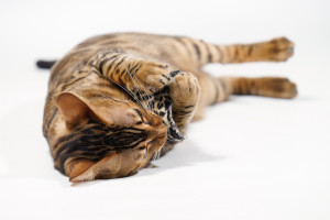 Bengal Cat cuddling with small Pillow
