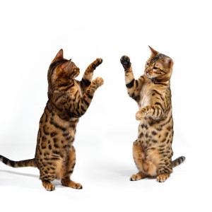 Bengal Cats fighting