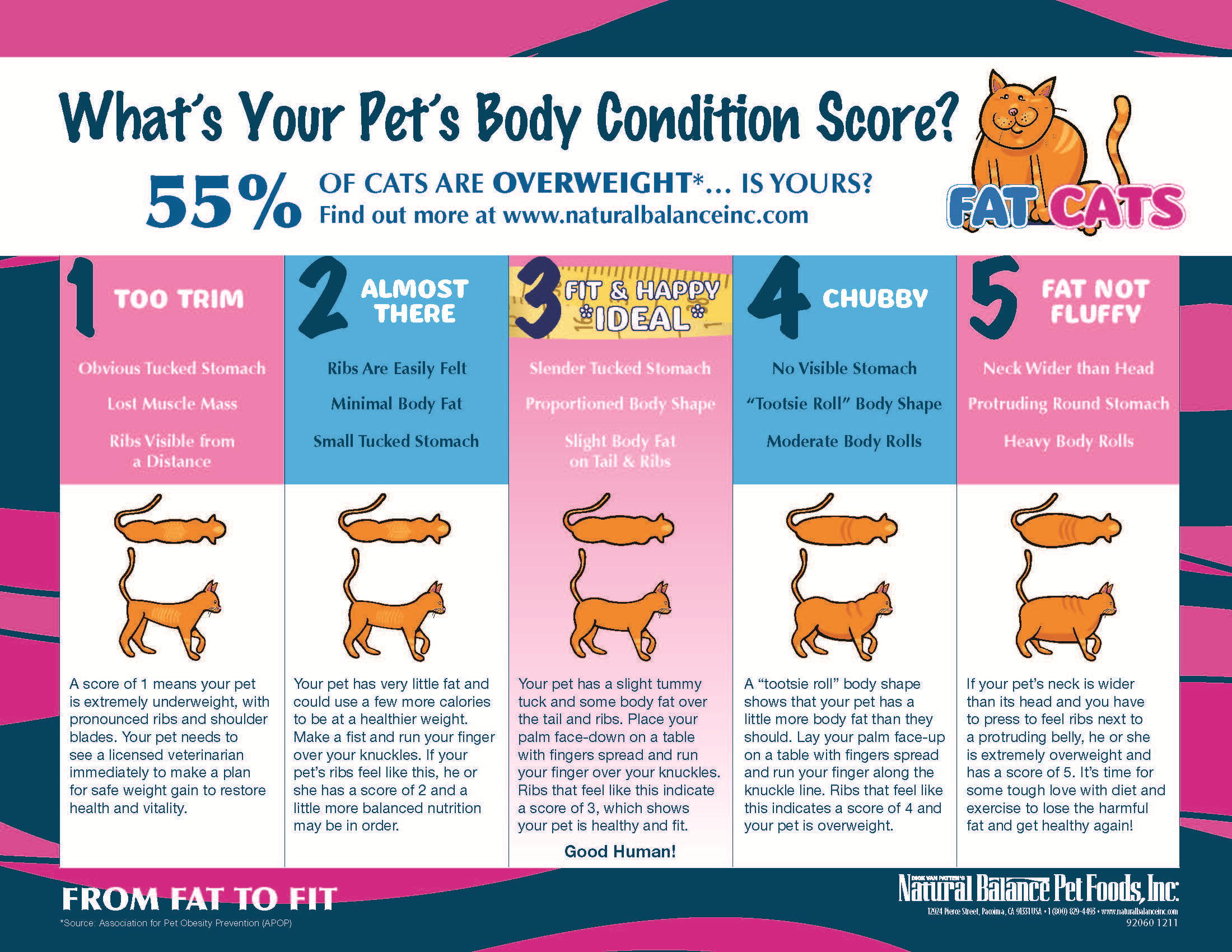 Cat Body Shape Chart