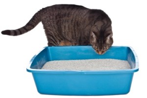 Cat Sniffing Litterbox