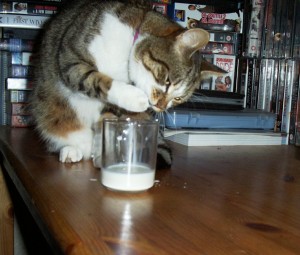 Cat drinking milk