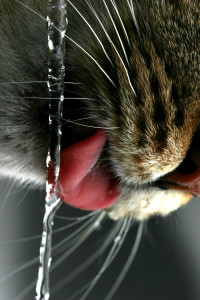 Thirsty Cat01