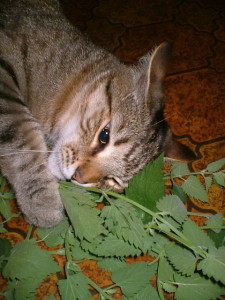 Enjoying fresh catnip