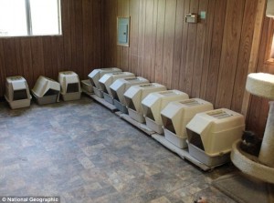 Litter Box Overload