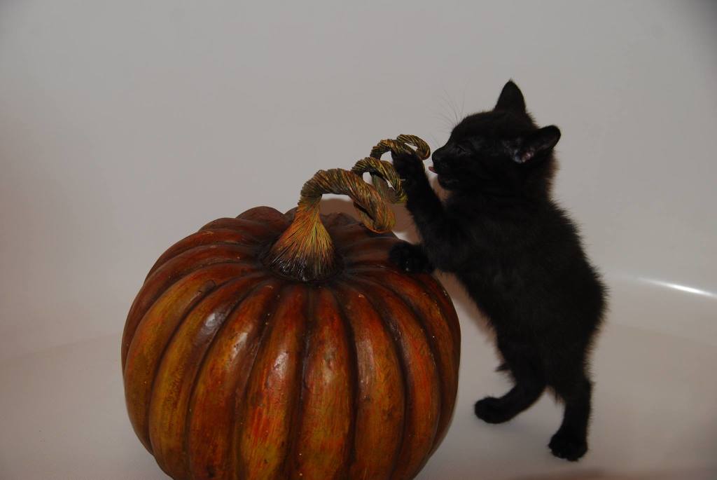 Black cat and Pumkin02