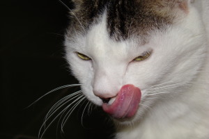Cat licking lips02