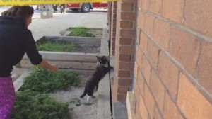 Black and white kitty turned down a interview