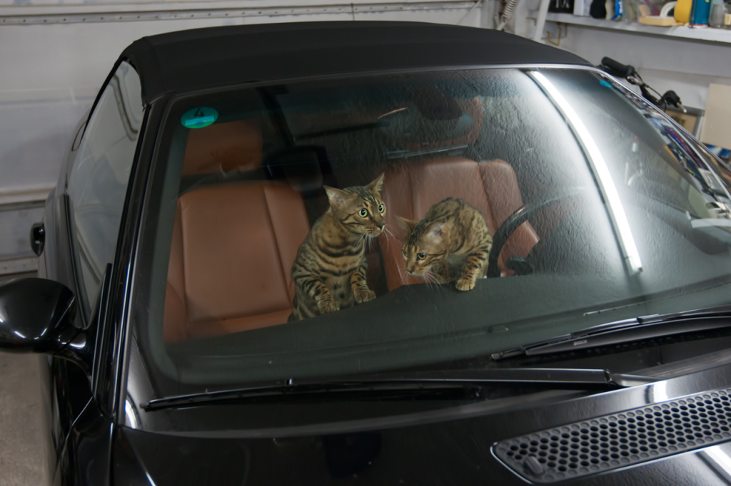 Bengal Cats exploring a Car