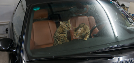 Bengal Cats exploring a Car